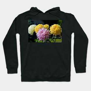 Chrysanthemums Hoodie